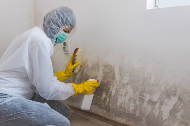 Best White Mold Remediation in Cut Off, LA