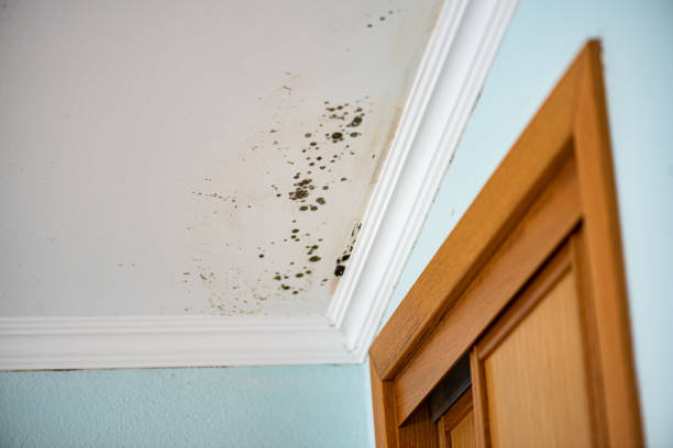 Best Industrial Mold Remediation in Cut Off, LA